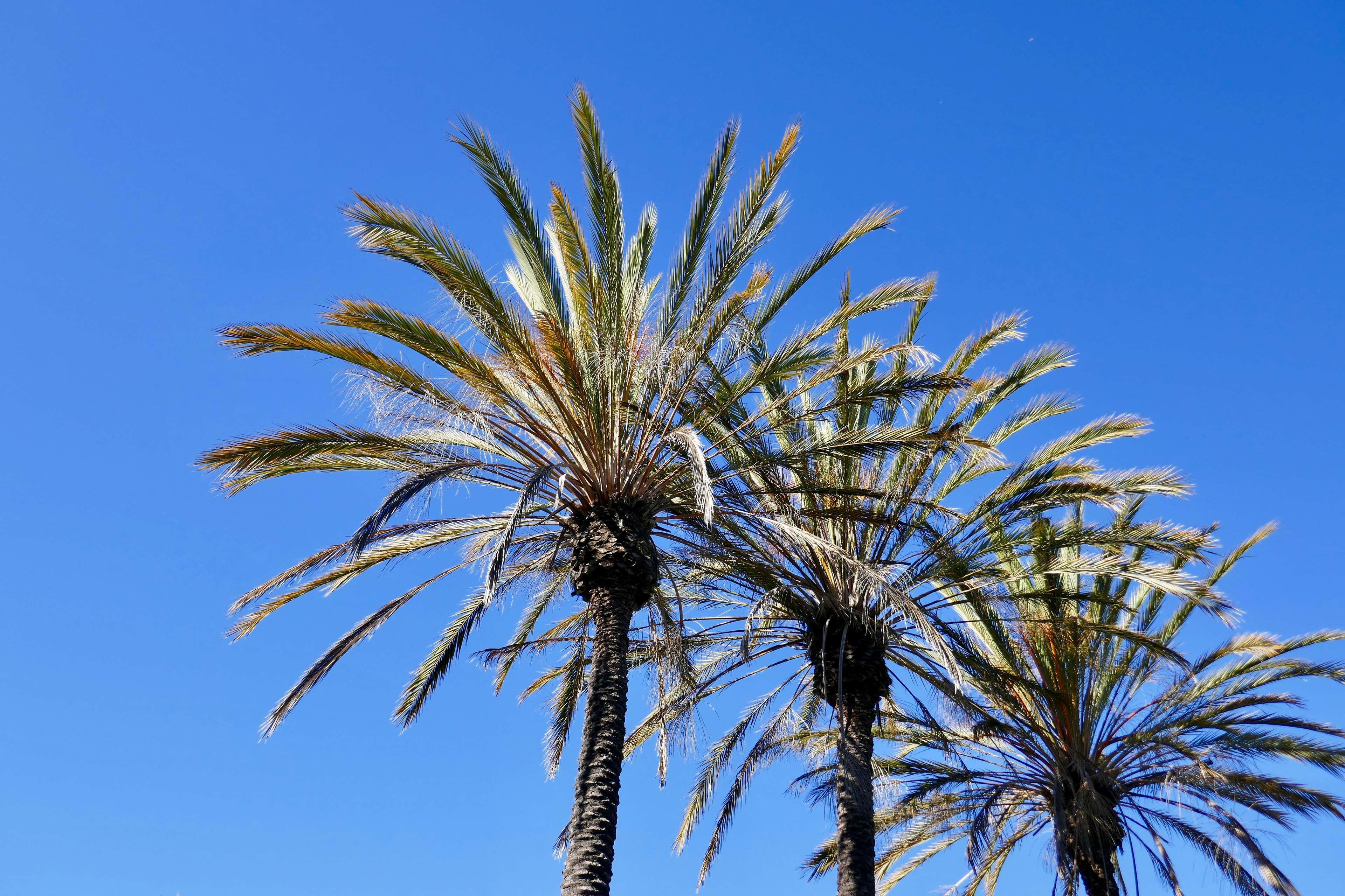 Best Western Golden Sails Hotel Long Beach Bagian luar foto